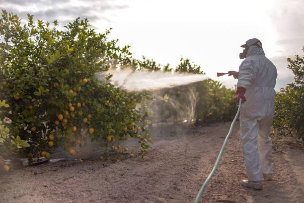 Best Affordable Pest Control Services  in Wailua Homesteads, HI